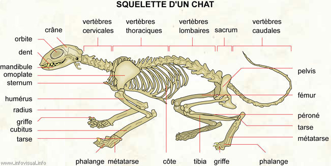 Squelette d'un chat